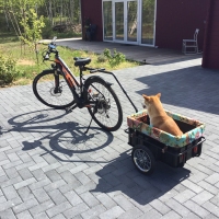 Our perfect dog bike trailer